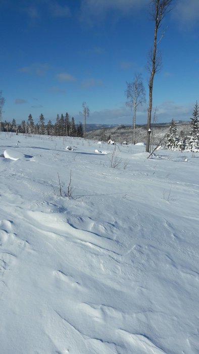 Vinterlandskap med snötäckt terräng och barrträd mot en klarblå himmel.