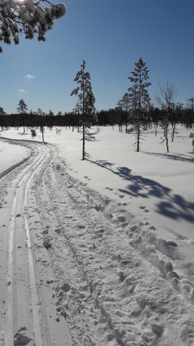 Vinterlandskap med skidspår och snötäckta träd mot en klarblå himmel.