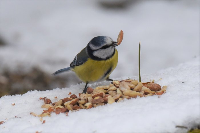 Blåmes som står på snö med en jordnöt i näbben bland strösslad fågelfrö.