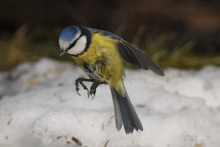 Blåmes i flykt nära marken över en snöfläck.