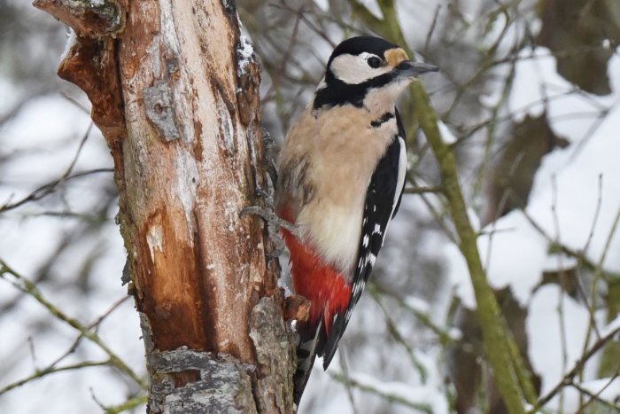 En större hackspett klamrar sig fast vid en trädgren med snö i bakgrunden.