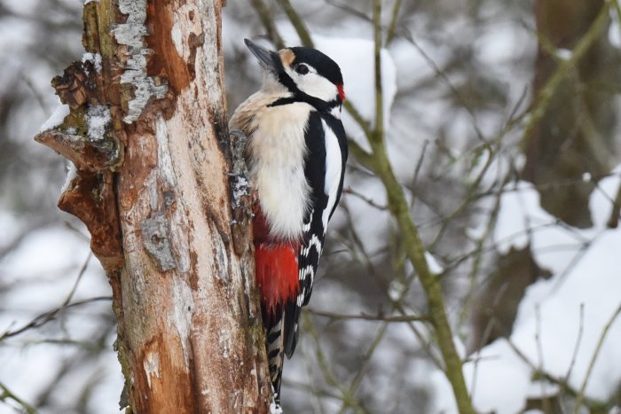 Större hackspett klamrar sig fast vid en trädgren i snöigt landskap.