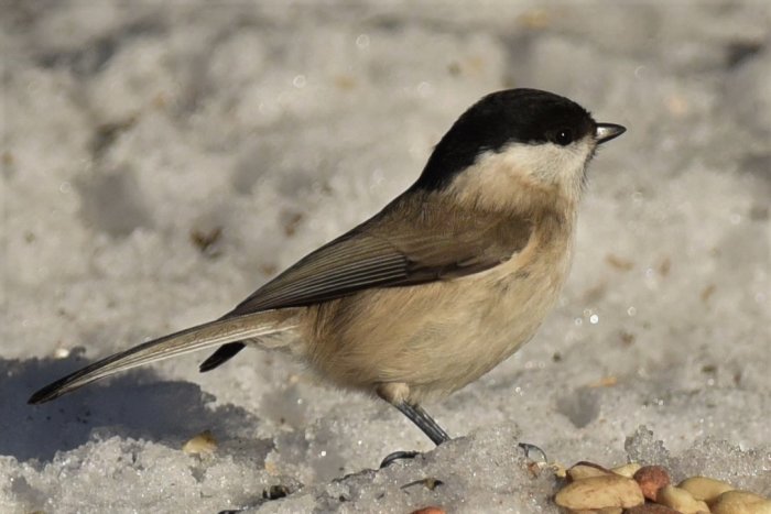 Liten talltita står på snö täckt mark bredvid frön.