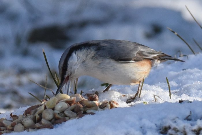 Nötväcka plockar frön från en hög med fågelmat på snöigt underlag.