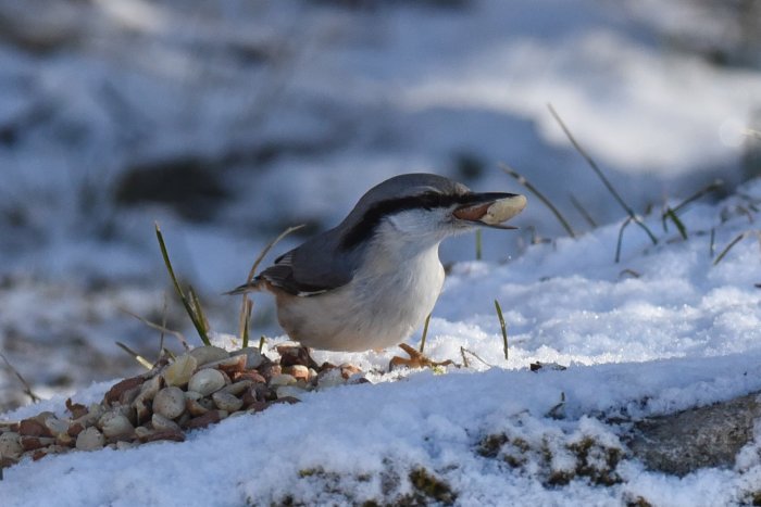 En nötväcka med en nöt i näbben står på snötäckt mark vid en hög med frön.