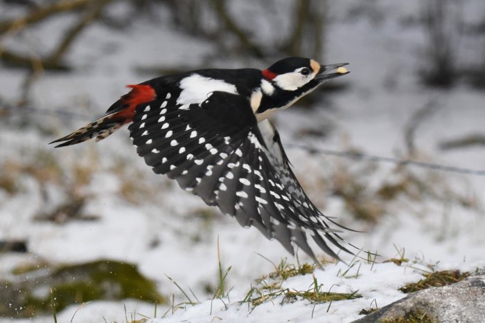 Större hackspett i flykt över snöig mark med en frö i näbben.