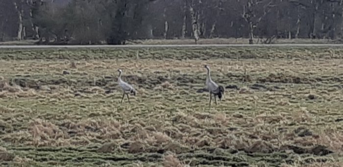 Två tranor står på ett plöjt fält, med träd i bakgrunden, fotograferade på långt håll under en löprunda.