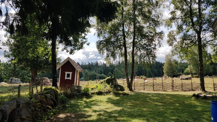 Lantlig trädgård med röd stuga, stenmur, gärdsgård och kor i bakgrunden.
