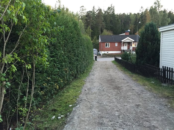 Grusväg som lutar ned mot en tät thujaheck, med hus och grönområden i bakgrunden.