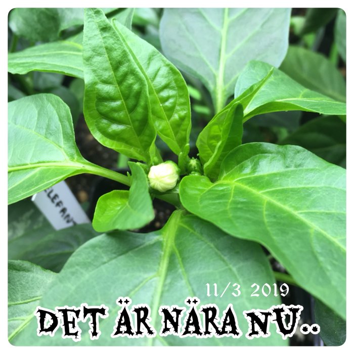 Knopp nära att slå ut omgiven av gröna blad med texten "Det är nära nu" och datum.
