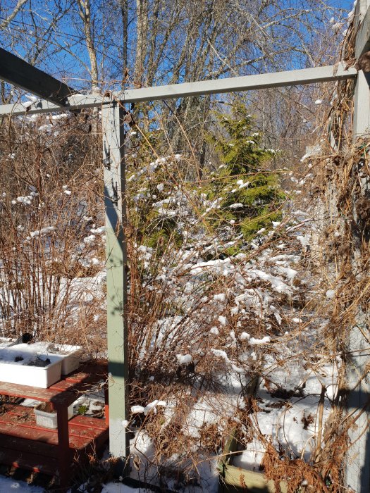 Avskalad trädgårdsyta med snötäckt mark och vissna växter, omgiven av träd, med träkonstruktioner för potentiell pergola.