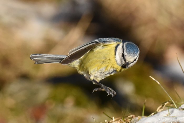 Blåmes i flykten nära marken med tassarna framme för att landa.