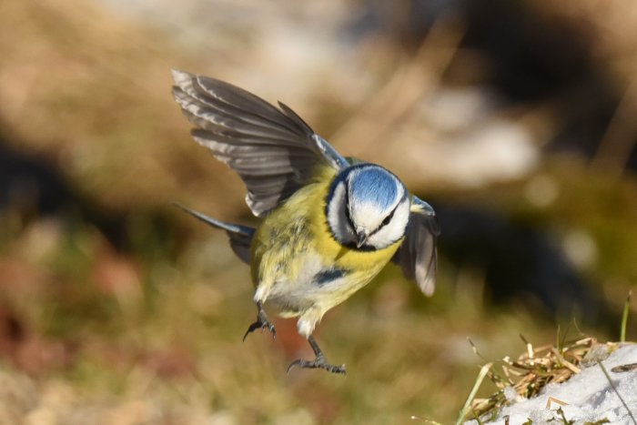 Blåmes i flykt nära marken, vingarna utbredda och fötterna framsträckta inför landning.