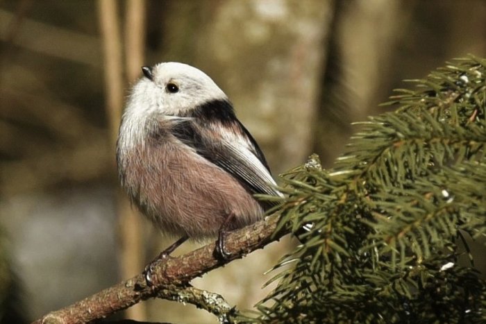 Stjärtmes sitter på en gren med skogen i bakgrunden.