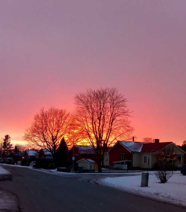 Vintergatuvy med silhuetter av träd och hus mot en livlig rosa-orange solnedgång.