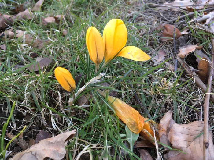 Gula krokusar blommar bland gräs och löv på marken.