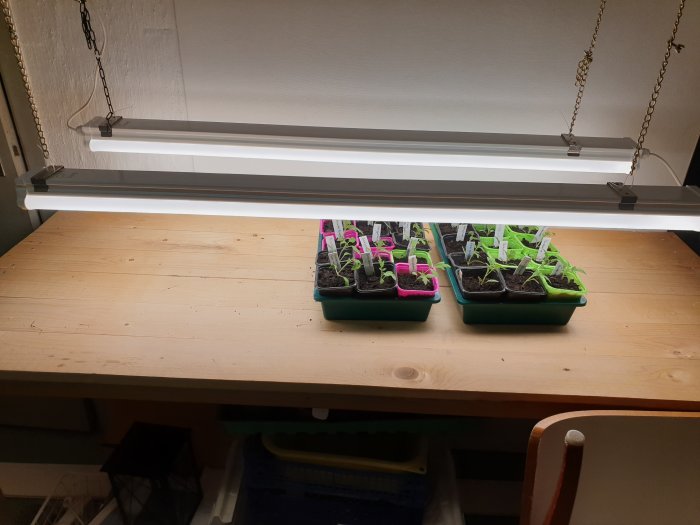 Nyinstallerade växtbelysningsarmaturer med LED-lampor hänger ovanför växtkrukor i en källare.
