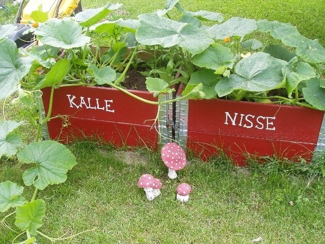 Två röda pallkragar med namnen "KALLE" och "NISSE" där pumpaväxter odlas, dekorerade med rosa vita flugsvampar.
