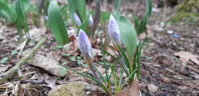 Knoppar av krokus som blommar i tidig vår, omgivna av grön löv och brun lövförna på marken.