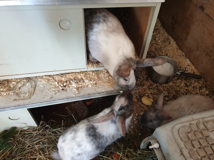 Tre kaniner inne i ett stall, en hoppar ner från en bur, en äter vid matskål och en ligger på sidan.