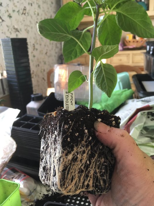 Planta med tätt nätverk av rötter som hålls i hand, redo för omplantering.