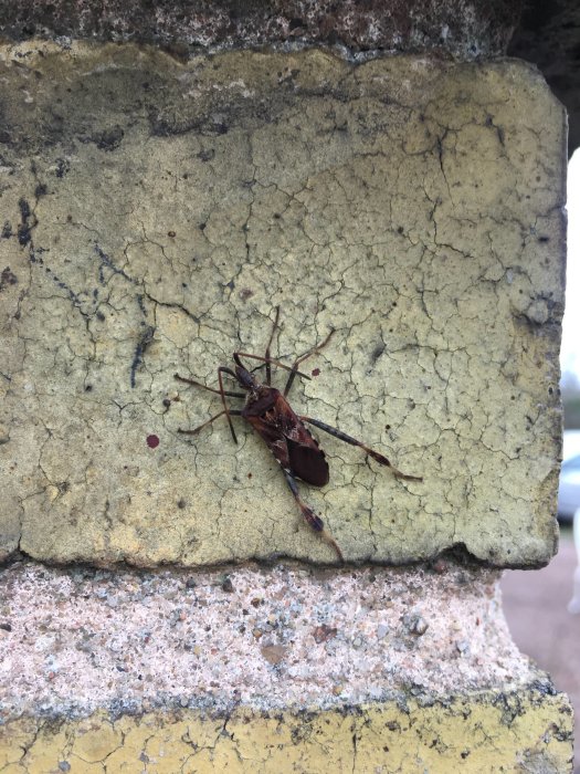 Brun insekt med långa antenner på en gulvit målad tegelvägg.