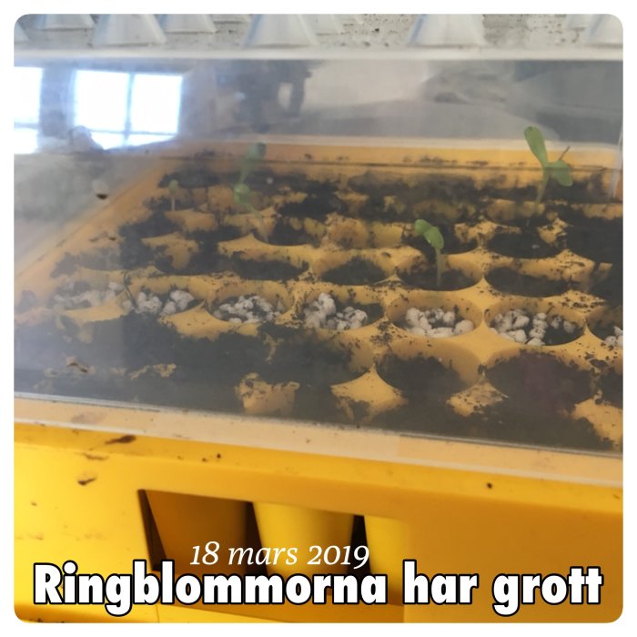 Chiliplantor i grönska i en gul odlingslåda med jord och små synliga blad.