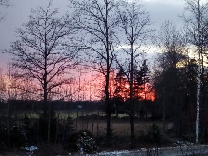 Dramatisk flaming solnedgång bakom nakna träd med silhuetter av hus i förgrunden som ger en illusion av en explosion.