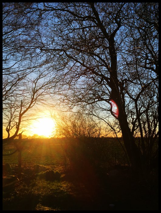 Låg sol som lyser genom vinterkala träd en tidig vårmorgon den 19 mars 2019.