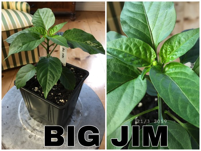 Två bilder av en chiliplanta 'Big Jim' med frodiga gröna blad i kruka, nyligen omplanterad i ny jord.