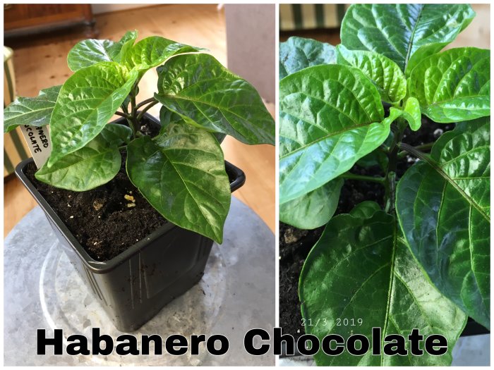 Två bilder av en Habanero Chocolate-chiliplanta i kruka med friskt gröna blad och ny jord.