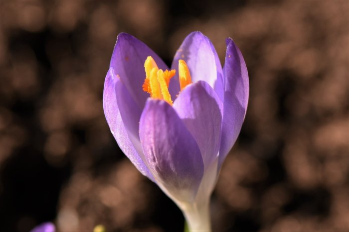 Närbild av lila krokus med gula ståndare i trädgården.