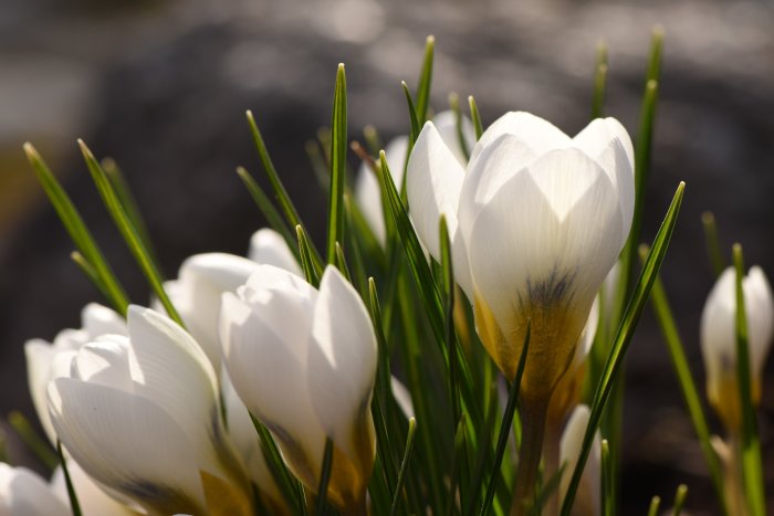 Vita krokusar med gul markering, i solljus, symboliserar vårens ankomst i en trädgård.