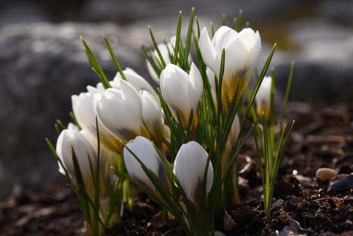 Vit och gultonade krokusblommor med gräsliknande blad i ett trädgårdsland.