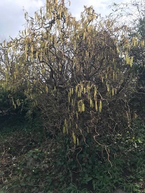 Stor buske med hängande gula blomklasar och slingrande grenar i en trädgård.