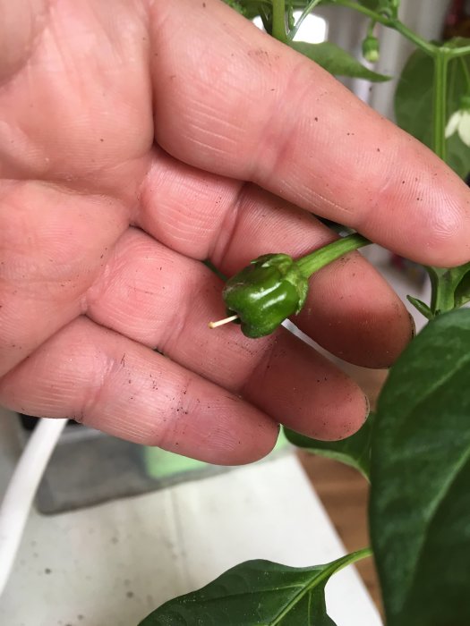 Hand håller en liten grön Pimientos de Padron-chili, första skörden för säsongen.