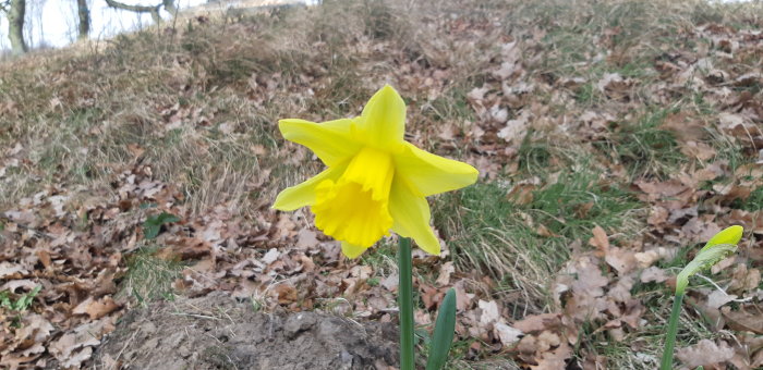 En gul påsklilja i förgrunden med löv och gräs i bakgrunden.