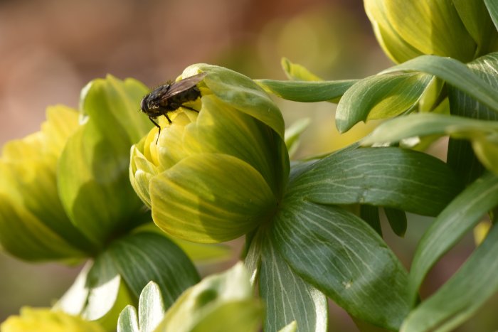 Dubbla vintergäck Eranthis hyemalis 'Flore Pleno' med en insekt på blomman.