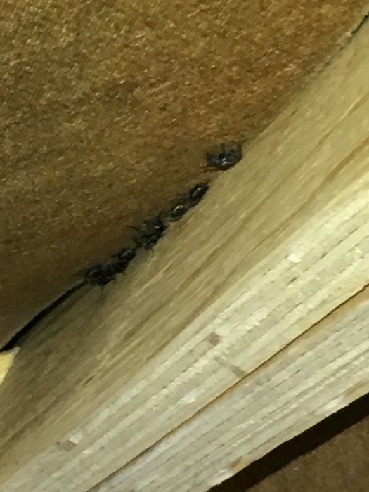 Mörka insekter på träbjälke i vind, möjlig skadedjur i hemmiljö.