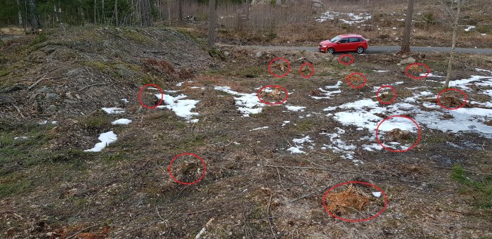 Tomt med stubbar markerade i röda cirklar, snöfläckar och röd bil i bakgrunden.