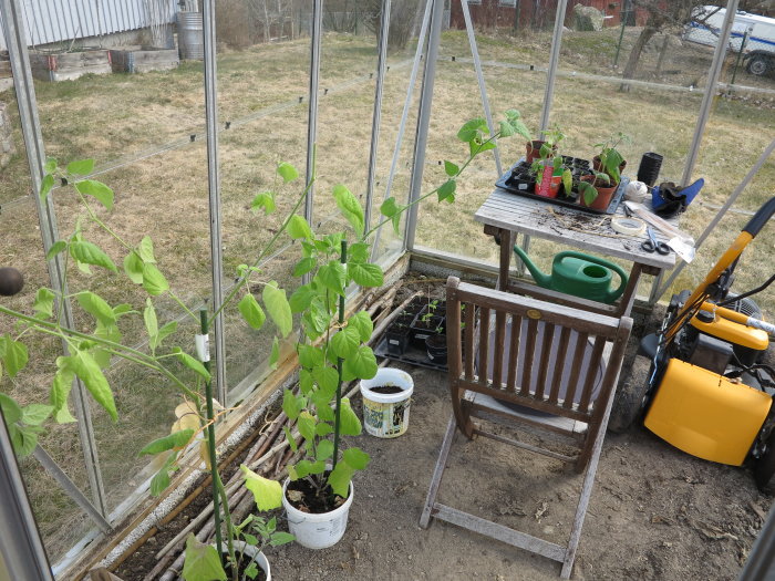 Växthus med övervintrade physalisplantor, aubergine, purjolök och tomater; trädgårdsutrustning synlig.