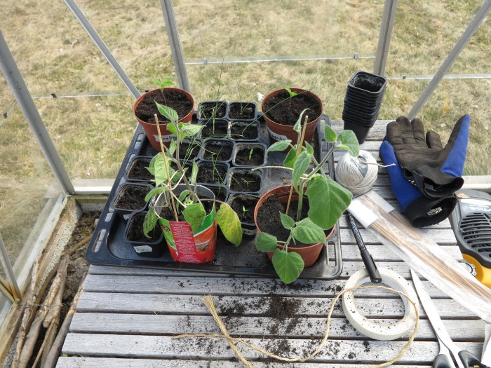 Plantor i krukor inklusive physalis och aubergine i ett växthus med trädgårdsredskap.