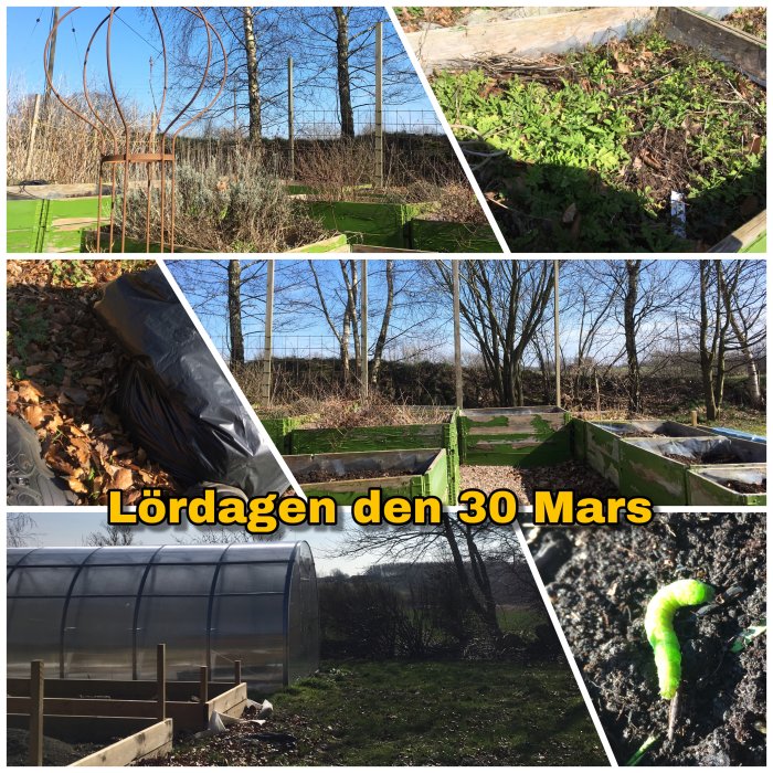 Collage av trädgårdsarbete, rensade pallkragar och växthus, med datumet "lördagen den 30 Mars".