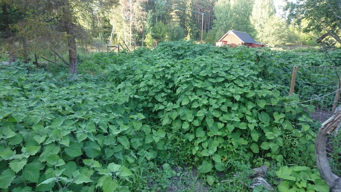 Överväxt hage med gröna physalisplantor efter grisar, omgivet av stängsel, med en röd stuga i bakgrunden.