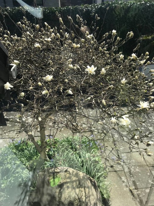 Buske med börjande blommor i trädgård, omgiven av gröna blad och stenplattor.