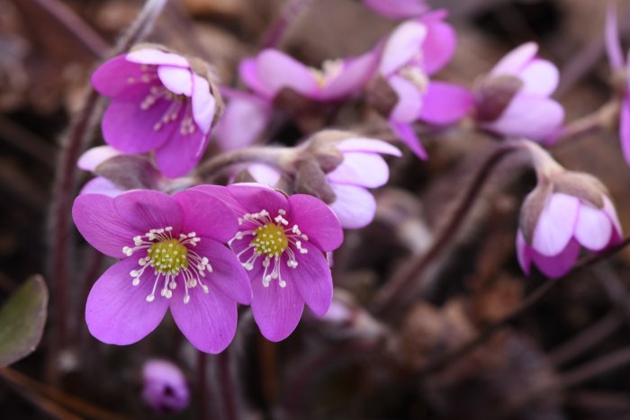 Närbild av blommande blåsippor i lila och vit nyans mot en suddig brun bakgrund.