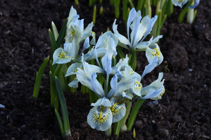 Blåaktiga våriris Iris reticulata 'Katharine Hodgkin' blommar i jordbädd.