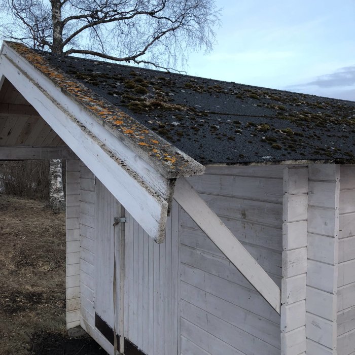 Slitet friggebodstak med tjärpapp och mossa, intill vitmålade trätimmer väggar.