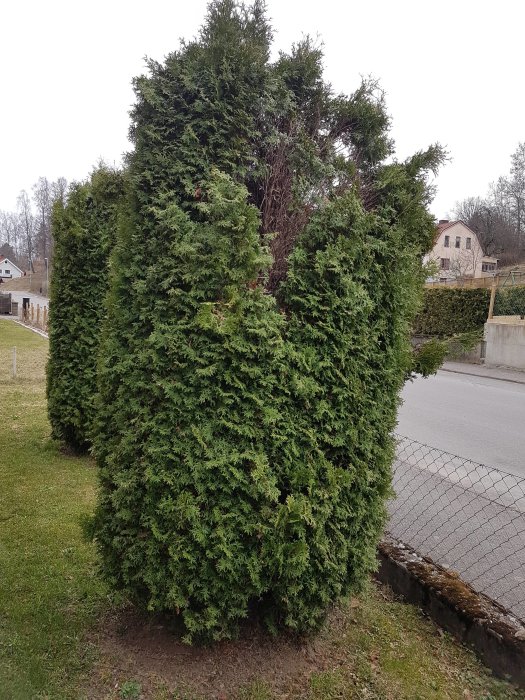 En rad av gröna häckväxter med torra, bruna partier inuti nära marken, intill en trottoar och staket.