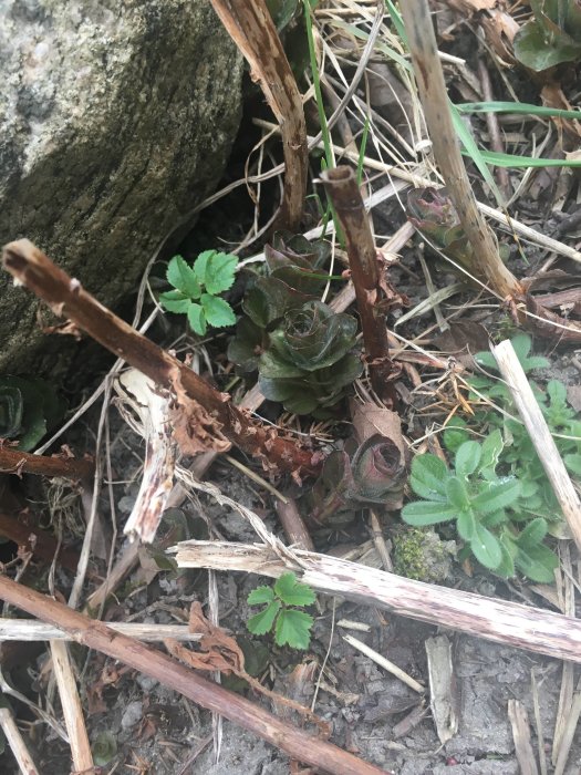 Växtlighet med döda grenar och gröna blad i ett hörn av en trädgård.